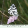 melanargia larissa daghestan male 2